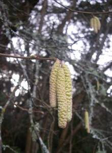 Hazelnut catkin