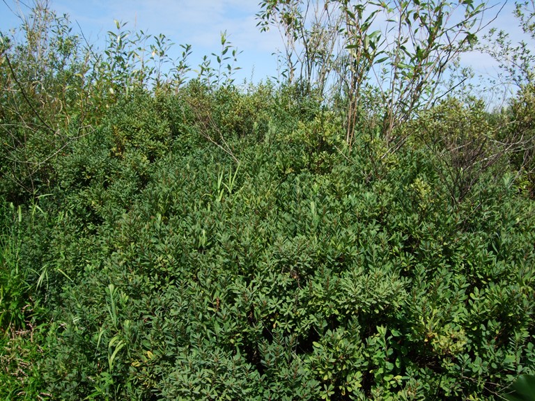 Myrica gale may be the dominant shrub on boggy lakeshores.