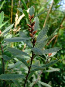 Myrica gale buds