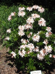 Rhododendron occidenale bush