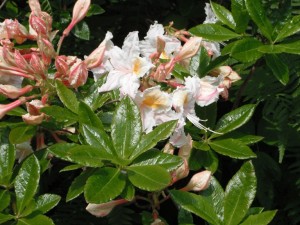 Rhododendron occidentale leaves