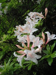 Rhododendron occidentale pink white flowers