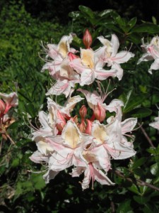 Rhododendron occidentale yellow blotch