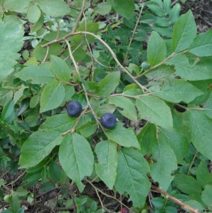 Mountain Huckleberry