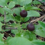 Mountain Huckleberry berries