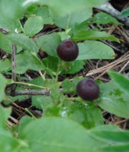 Mountain Huckleberry berries