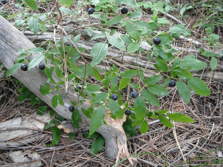 Mountain Huckleberry3