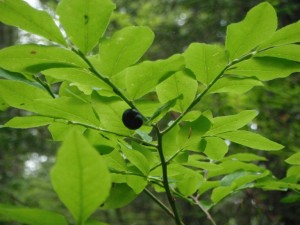 Oval leaved Blueberry berry