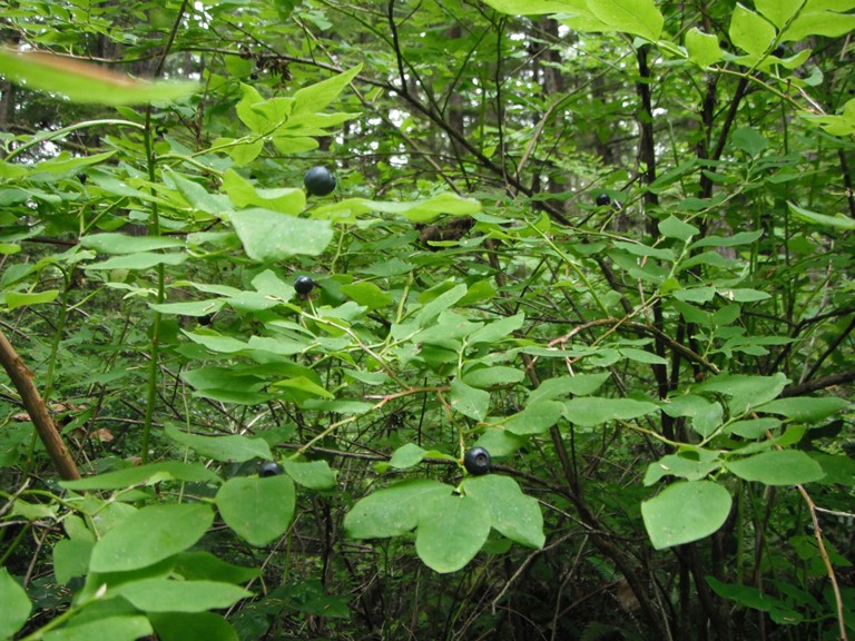 Oval leaved Blueberry bush