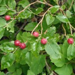 Red Huckleberry berries