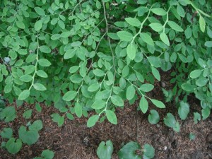 Red Huckleberry leaves