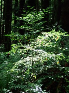  Forêt de myrtilles rouges 