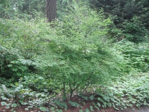  Vaccinium parvifolium bush