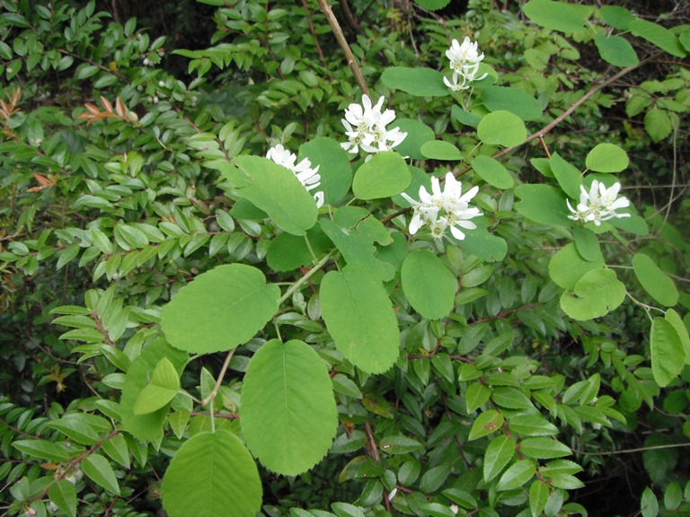 Amelanchier alnifolia & Vaccinium ovatum