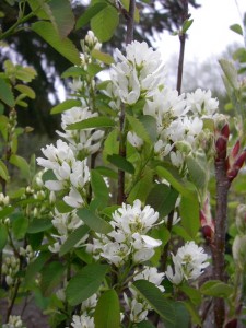 Amelanchier alnifolia flowers2