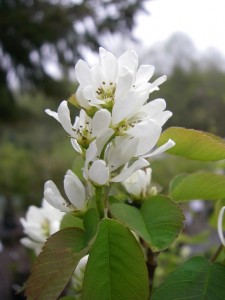 Amelanchier alnifolia flowers3