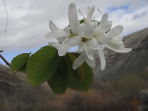 Amelanchier alnifolia flowers4