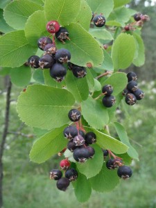 Amelanchier alnifolia fruit