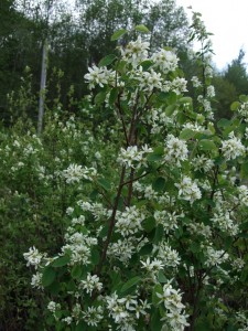 Amelanchier alnifolia shrub