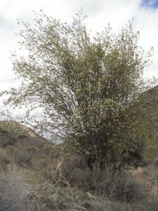 Amelanchier alnifolia shrub Ellensburg