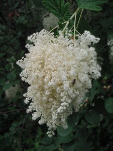 Holodiscus discolor flower cluster