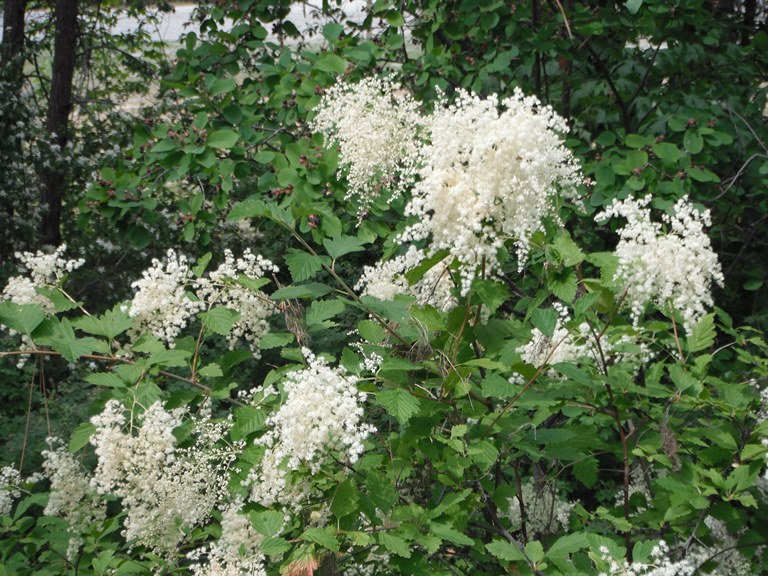 Holodiscus discolor flowers