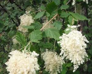 Holodiscus discolor leaves