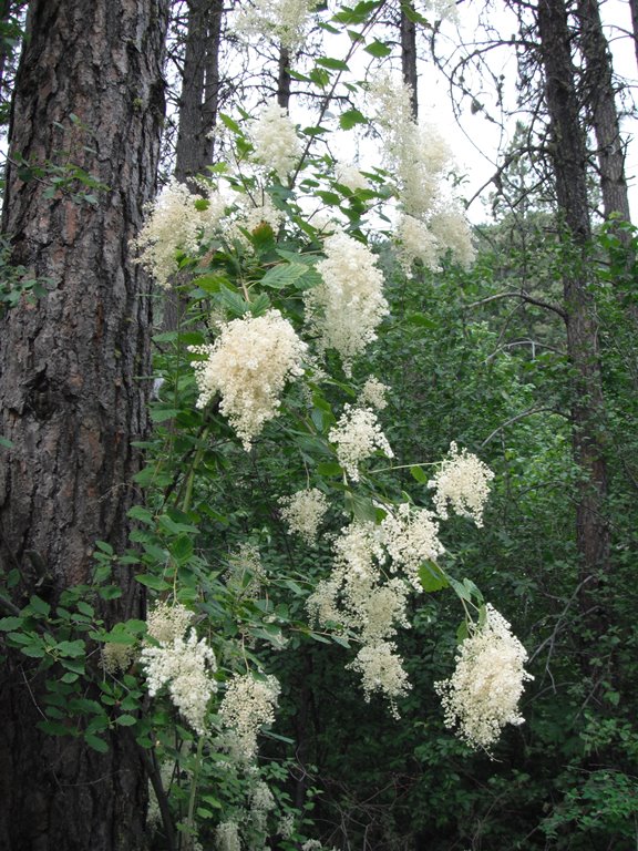 Holodiscus discolor