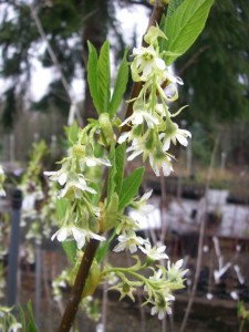 Indian Plum flowers