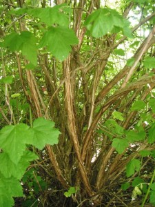 The peeling brown bark on its stems.