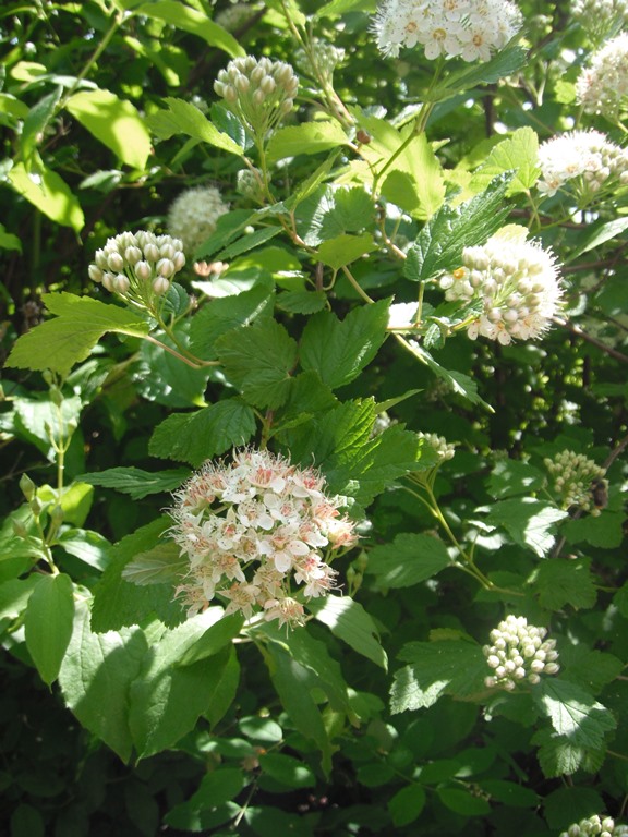 Ninebark flowers