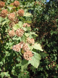 Physocarpus capitatus dried seed heads