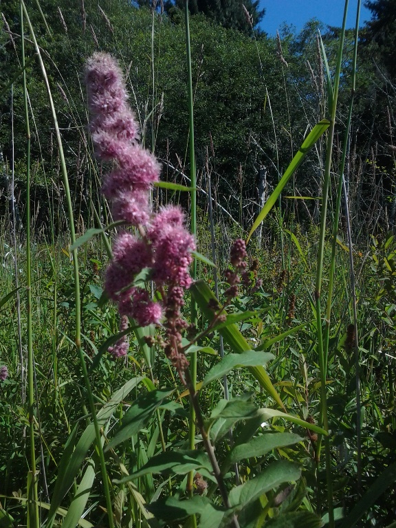 Green leaves and red stems - photos of Spiraea Splendens, Rosaceae