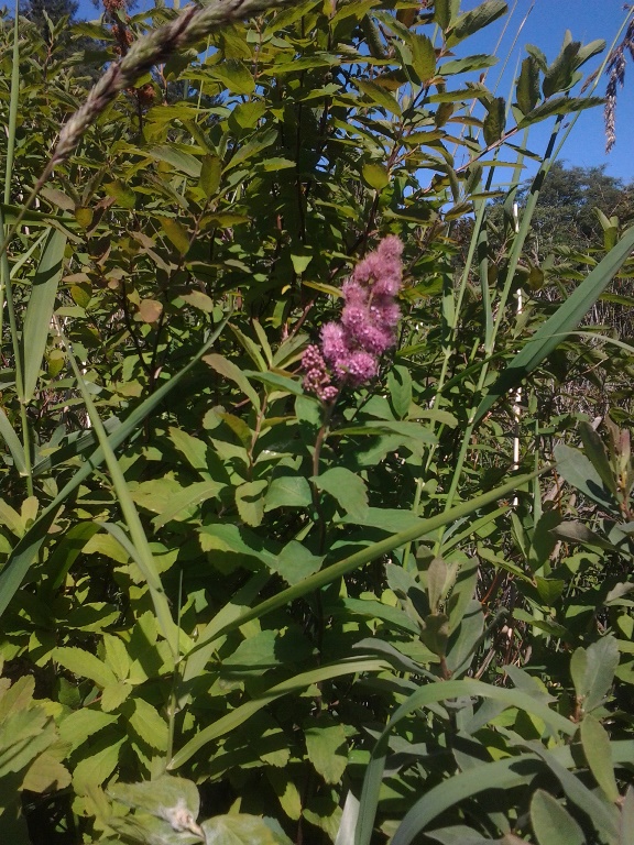 Spiraea douglasii2