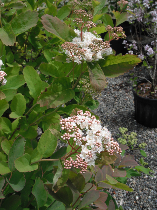 Green leaves and red stems - photos of Spiraea Splendens, Rosaceae