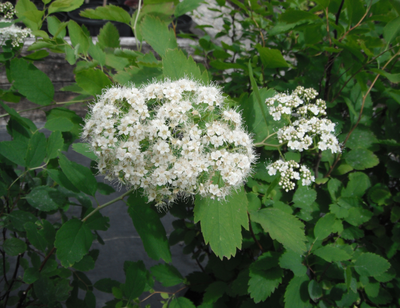 Spiraea lucida flowers2