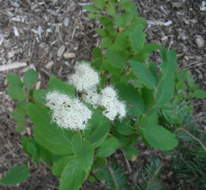 Spiraea lucida plant