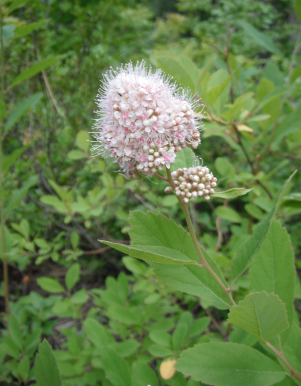 Spiraea x pyramidalis