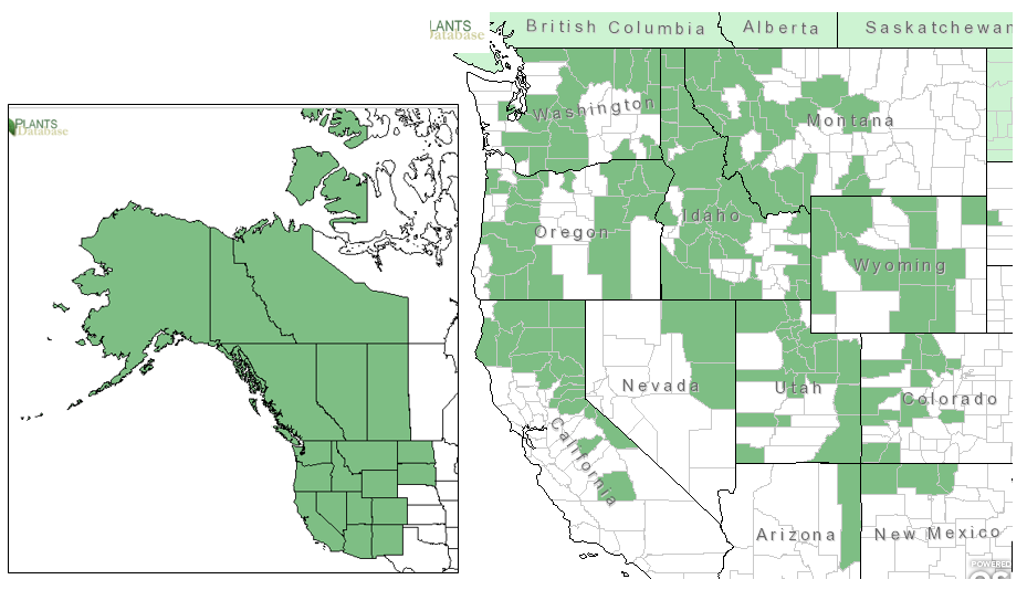 Distribution ofWestern Mountain Ash from USDA Plants Database