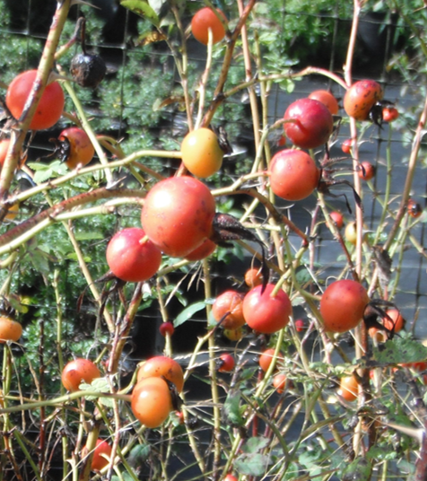 Nootka Rose hips