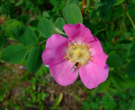 Nootka Rose with insect