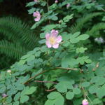 Rosa gymnocarpa flower