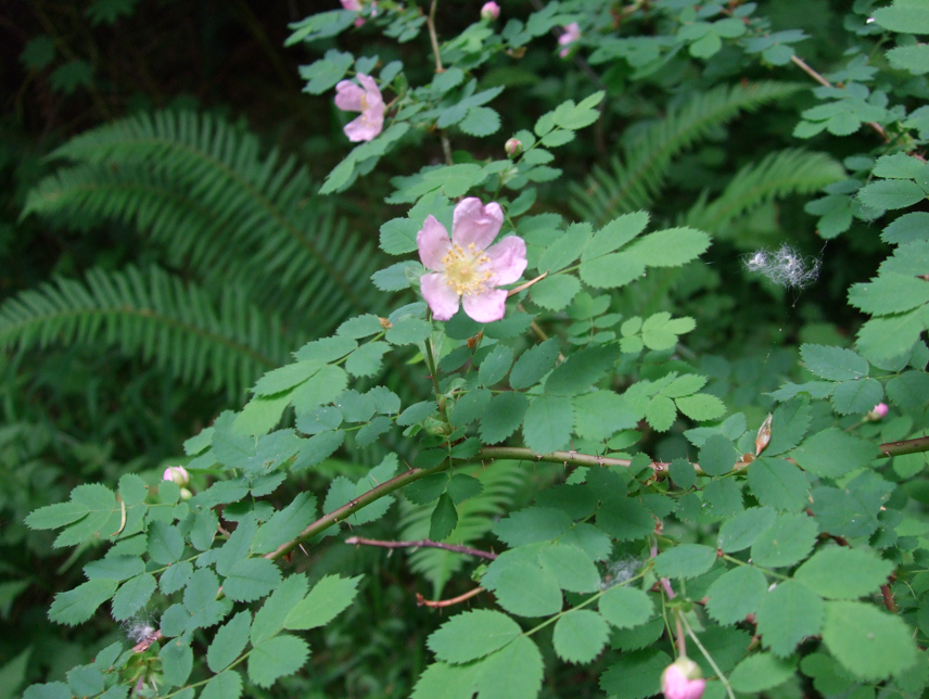 Rosa gymnocarpa flower