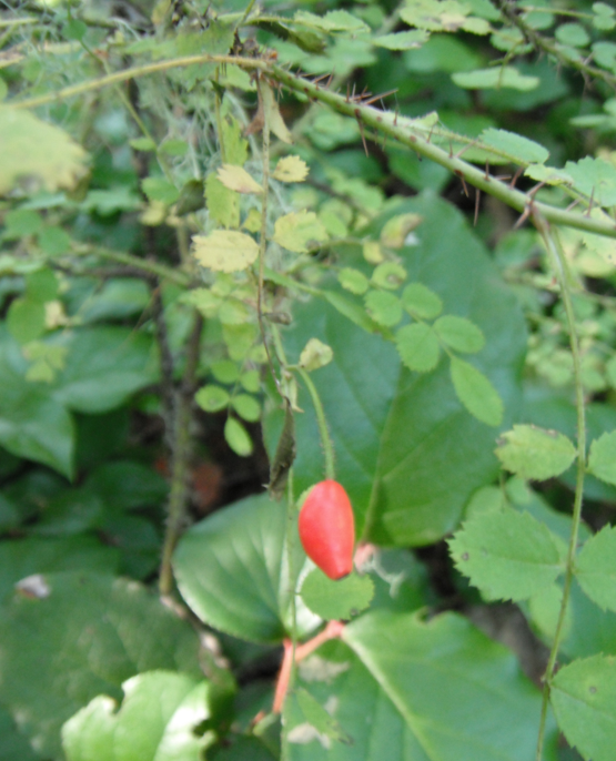 Rosa gymnocarpa fruit