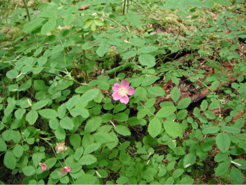 Rosa gymnocarpa woodland rose