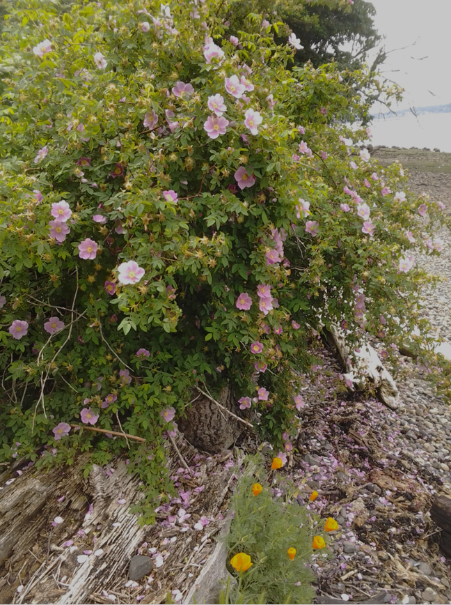 Rosa nutkana beach