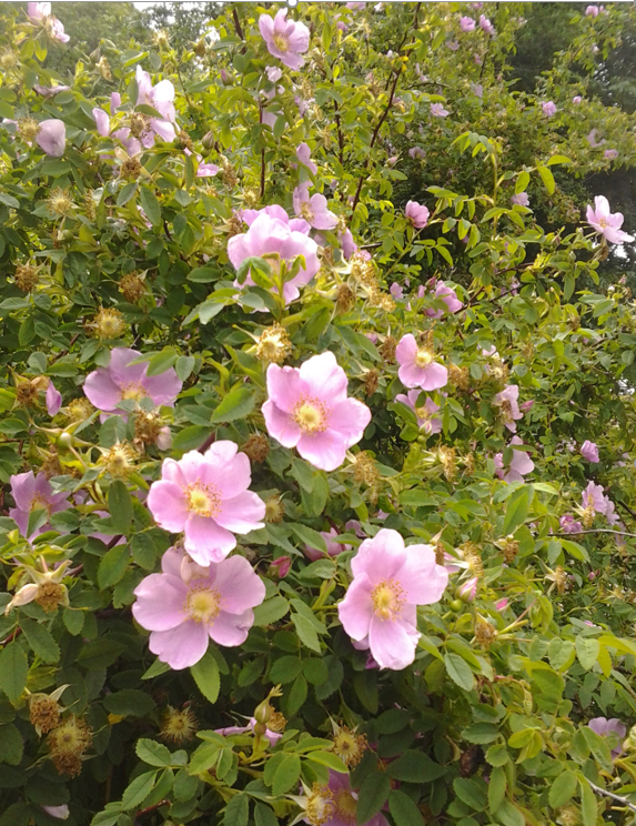 Rosa nutkana flowers