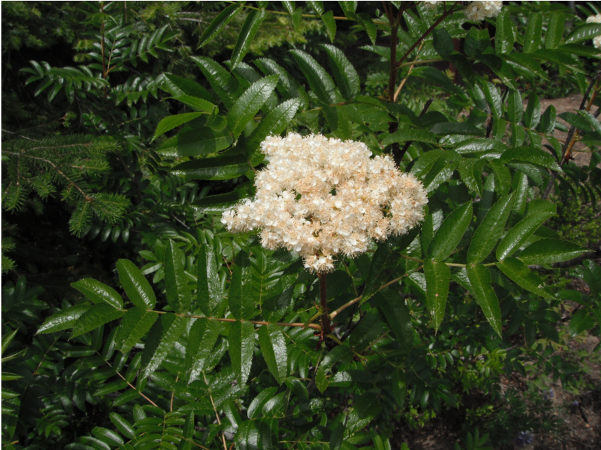 Sorbus scopulina flower