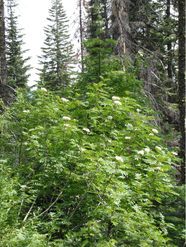 Sorbus scolpulina natural