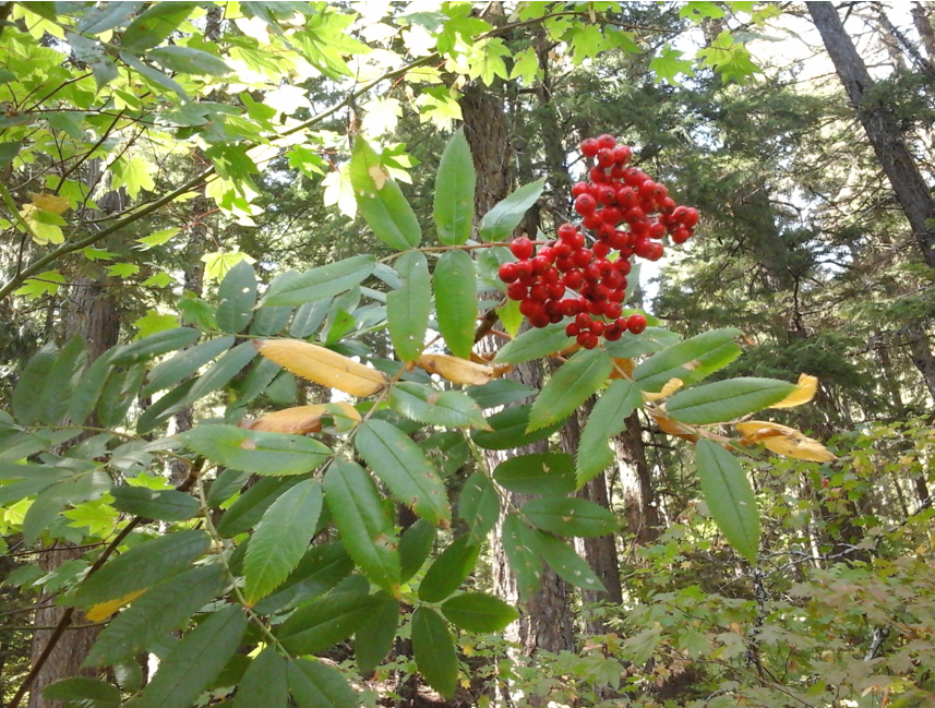 Sorbus scopulina fruit